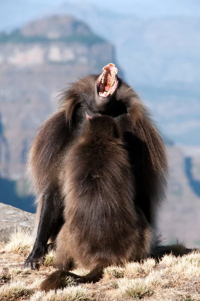 Gelada babuino —  Fotos de Stock