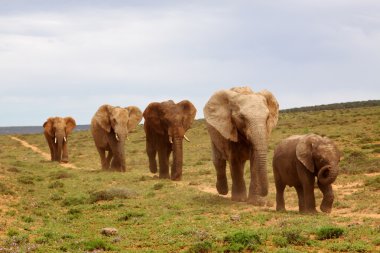 Afrika filleri