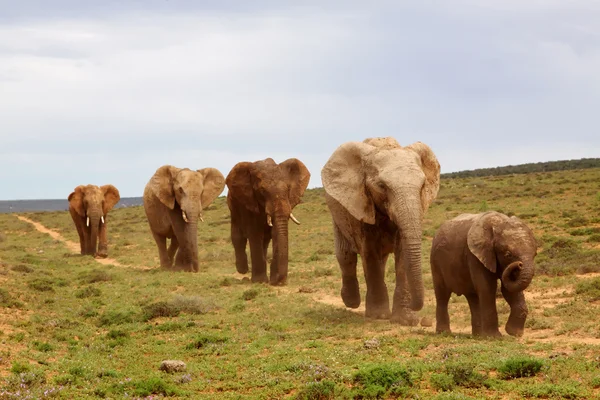Elefanți africani — Fotografie, imagine de stoc