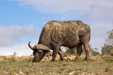 African Buffalo clipart