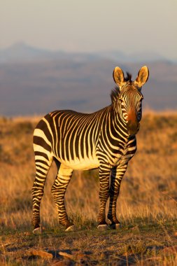 Mountain Zebra clipart