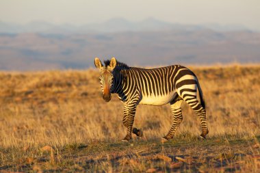 Dağ zebrası