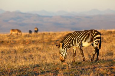 Dağ zebrası