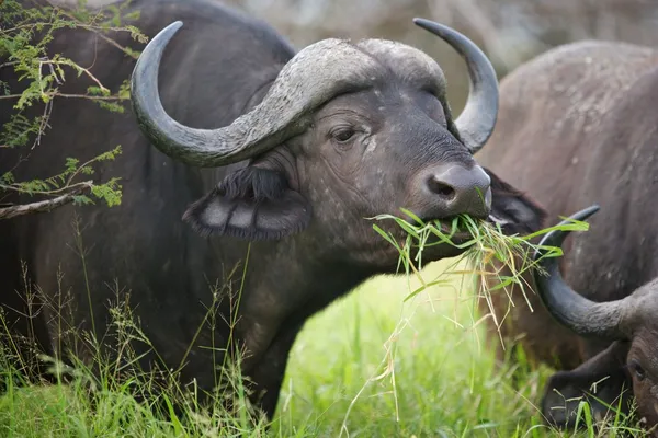 Búfalo africano — Fotografia de Stock