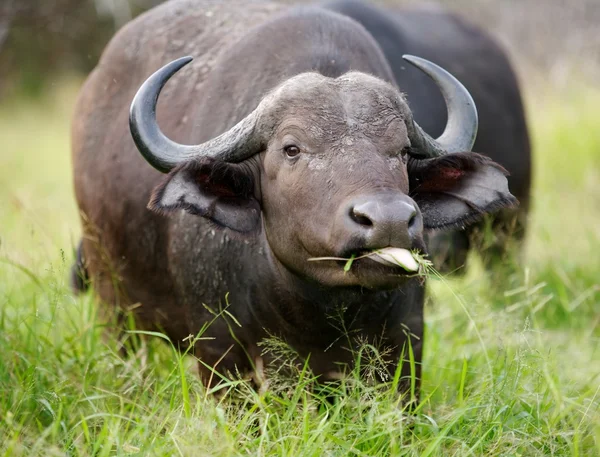 非洲水牛 — 图库照片