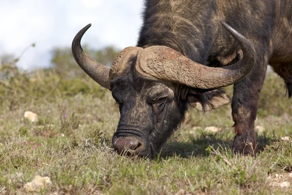 Afrikansk buffel — Stockfoto