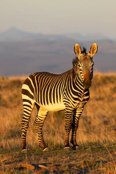 stock image Mountain Zebra