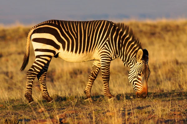 Mountain Zebra — Stock Photo, Image