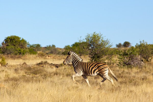 A Burchell's zebra (Equus burchelli) galloping in the Mountain Zebra National Park, South Africa.