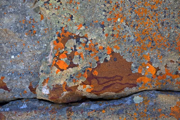 Lichen Abstract — Stock Photo, Image