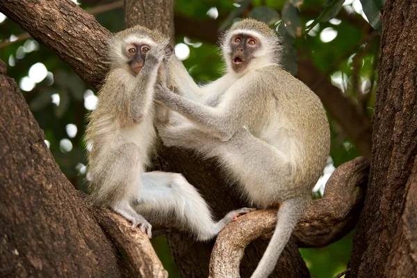 Vervet macacos — Fotografia de Stock