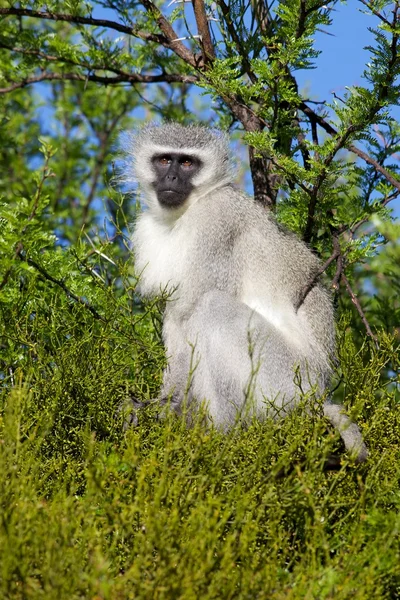 Vervet мавпи — стокове фото