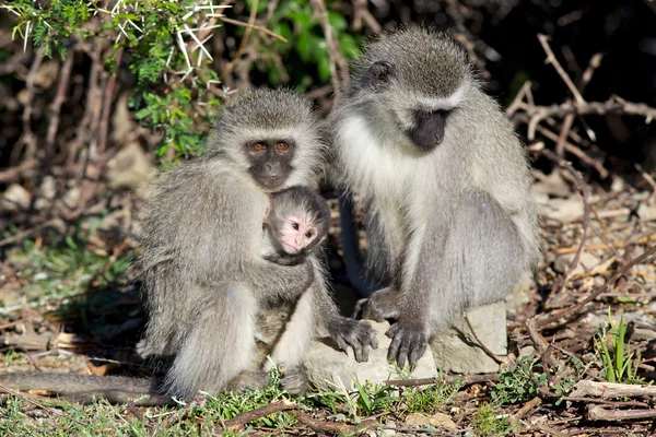 Małpy vervet — Zdjęcie stockowe