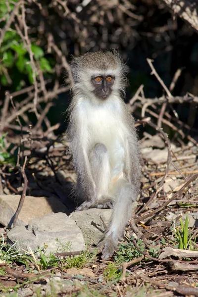 Macaco Vervet jovem — Fotografia de Stock