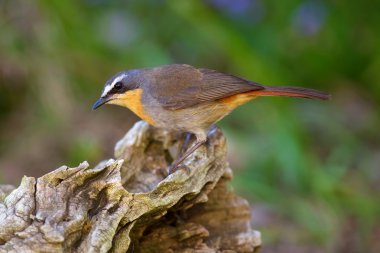 Cape Robin