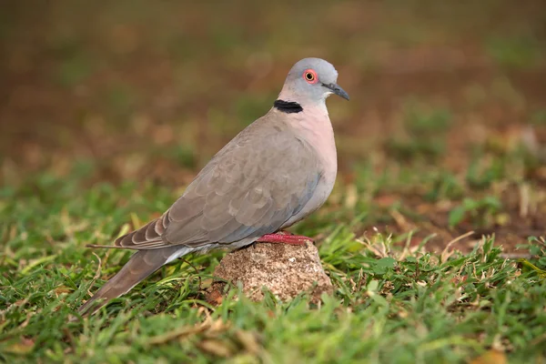 African Mourning Dove — Stock Photo, Image