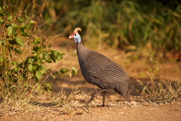 Helmeted Guineafowl — Stock Photo, Image