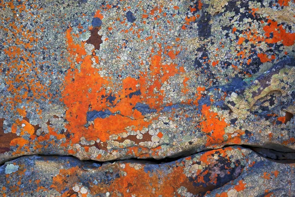 Lichen Abstracts — Stock Photo, Image