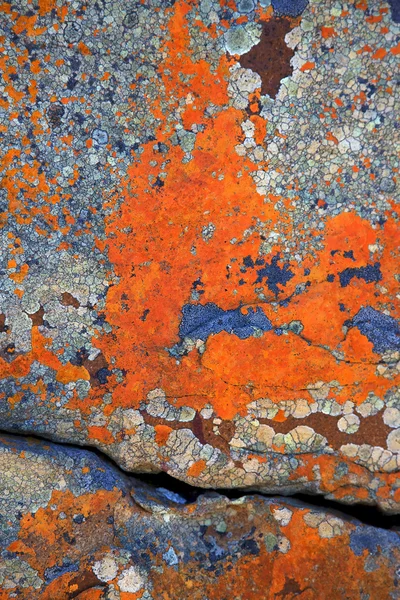 Lichen Abstracts — Stock Photo, Image
