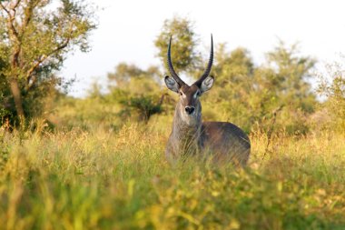 ortak waterbuck boğa