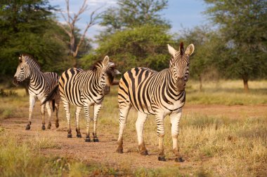 Bayağı Zebra