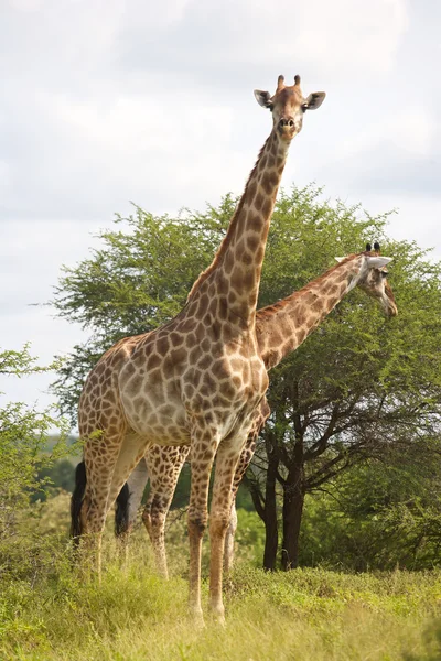 Žirafa dvojice — Stock fotografie
