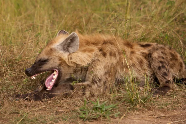 Gähnende Hyäne — Stockfoto