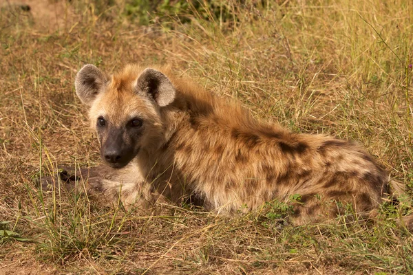 더럽혀진된 hyaena — 스톡 사진