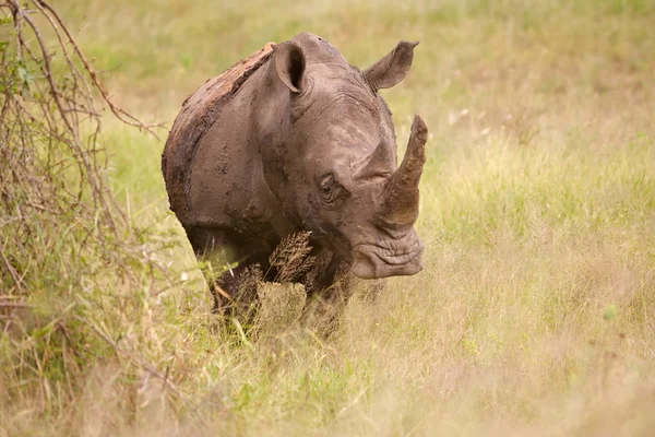 White Rhino — Stock Photo, Image