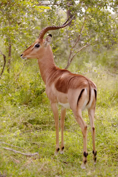 Impala Baran — Zdjęcie stockowe