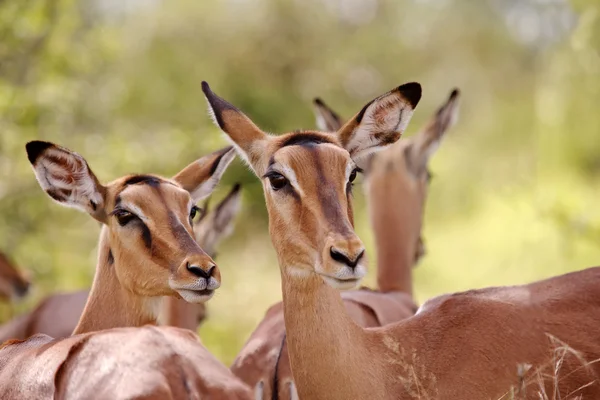 Impala koyunu — Stok fotoğraf