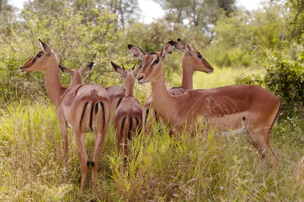 Grupo impala — Fotografia de Stock