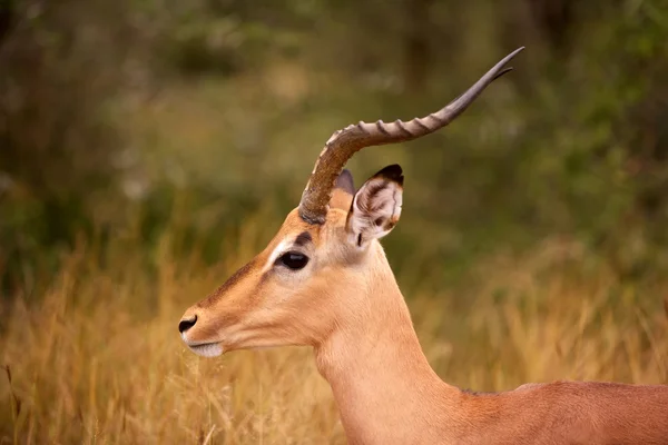 Retrato de impala — Fotografia de Stock