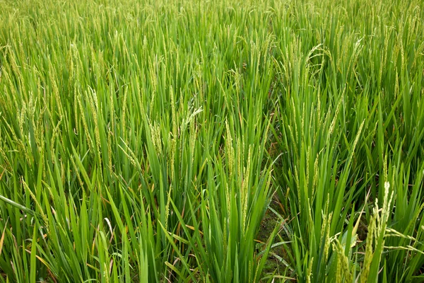 Культивация риса — стоковое фото
