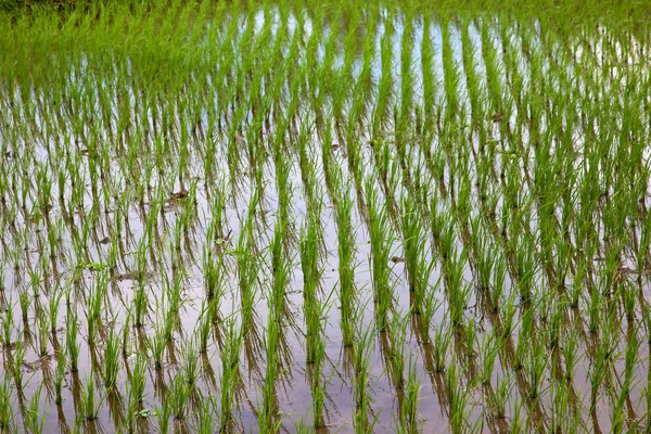 Coltivazione di riso — Foto Stock