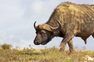 African Buffalo clipart