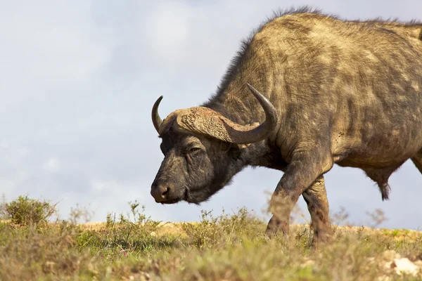 African Buffalo — Stock Photo, Image