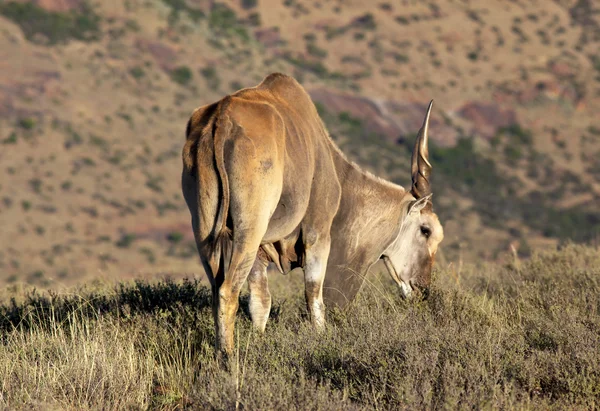 Антилопа Канна бик — стокове фото