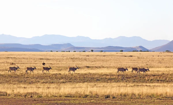 Eland kudde — Stockfoto