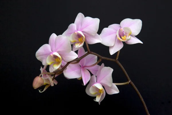 Orquídea miniatura —  Fotos de Stock