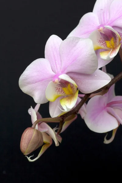Миниатюрная орхидея — стоковое фото