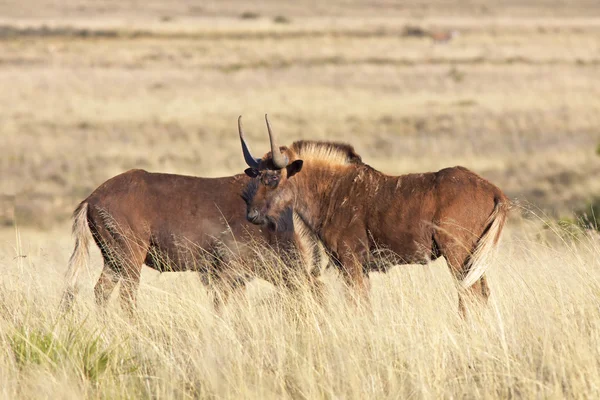 Siyah wildebeest — Stok fotoğraf