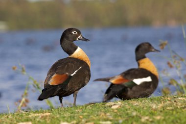 shelduck Çift