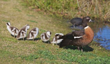 shelduck ördek yavrusu