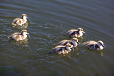 shelduck ördek yavrusu