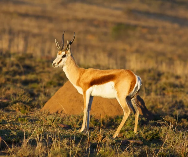 Ram de Springbok — Photo