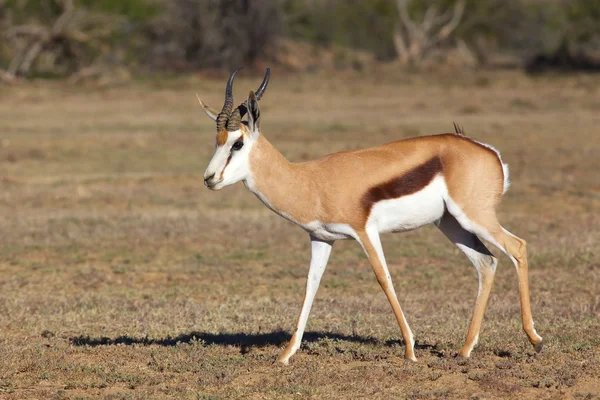 Ram de Springbok — Fotografia de Stock
