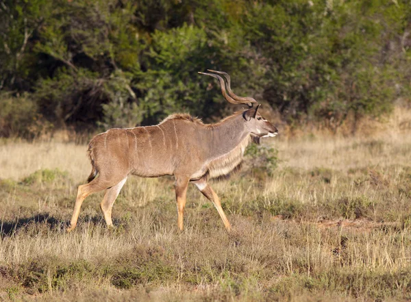 Kudu Bull — Stock Photo, Image