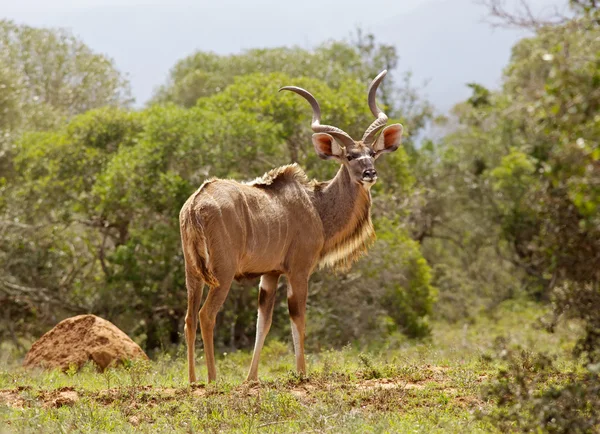 Kudu Bull — Stok Foto