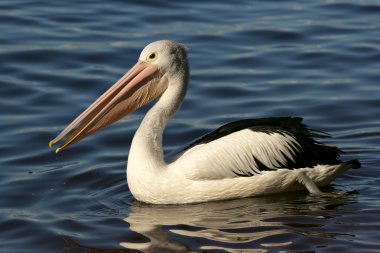 Australian Pelican clipart